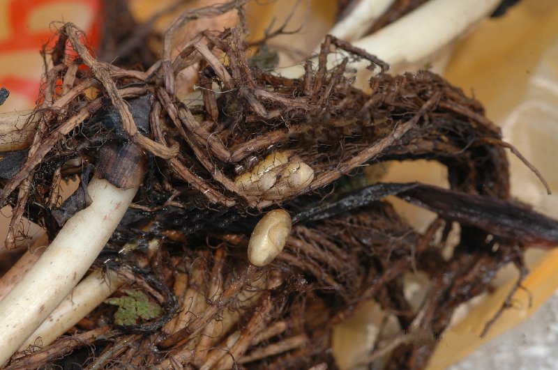  p>莲藕根金花虫属于鞘翅目,叶甲科.