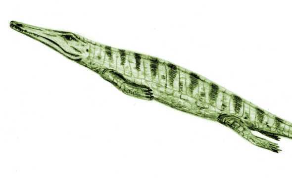  p>平喙鳄也称为地蜥鳄,是一种生活于海洋中的 a href="#" data-lemma