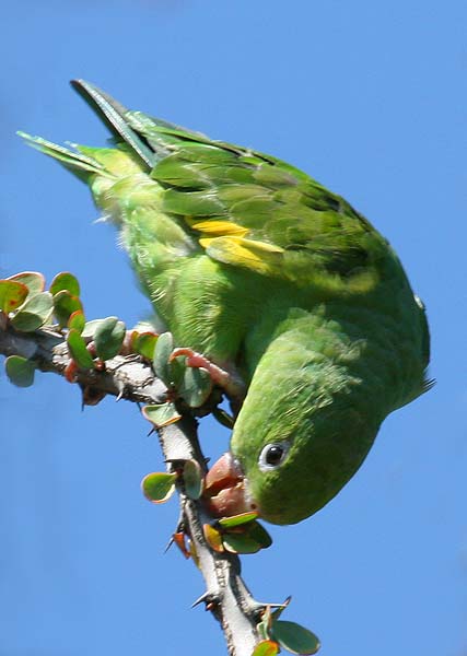 yellow-chevroned parakeet