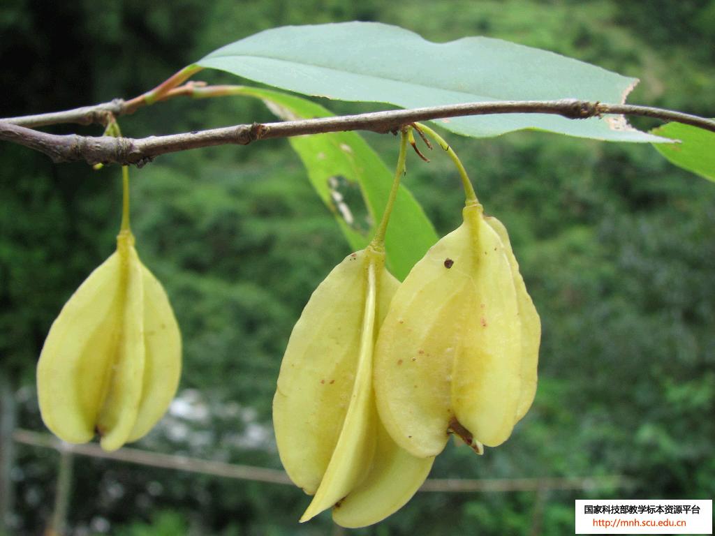 halesia ellia ex linn.