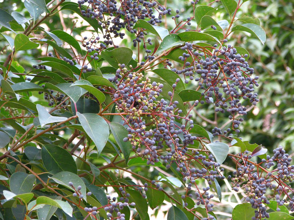  a target="_blank" href="/item/女贞属">女贞属 /a>常绿灌木或乔木