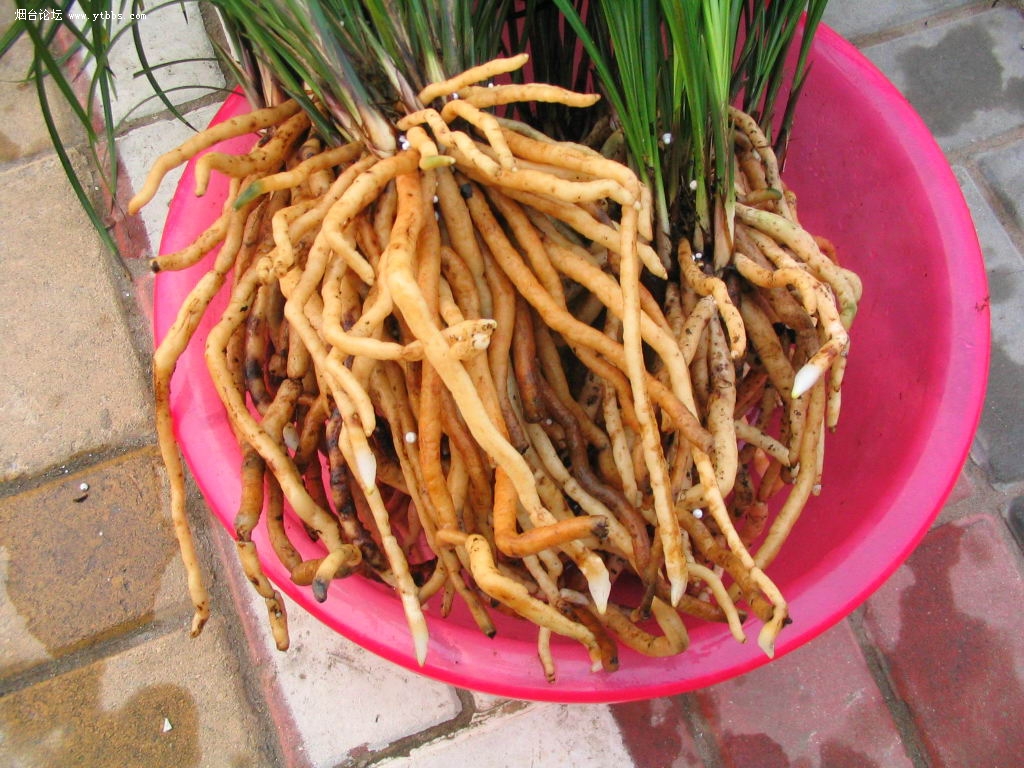 为兰科植物建兰,寒兰或台兰的根.其味辛,性微寒.