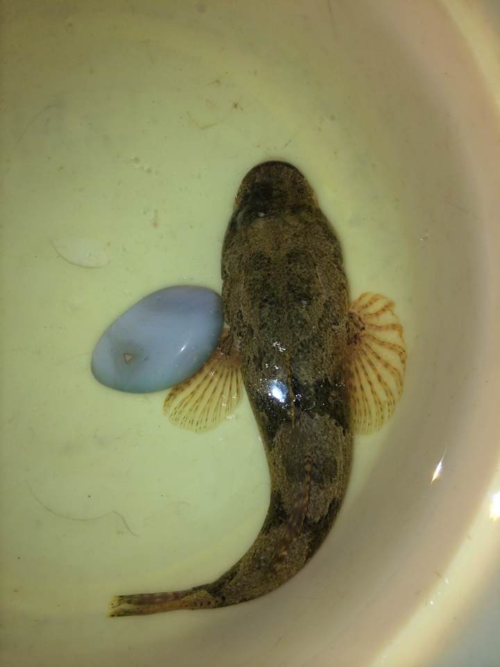  p data-id="gnwzfannzq">塘鳢鱼, i>eleotridae /i>, a target="