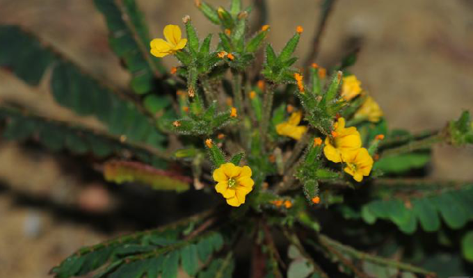  p>感应草属(学名:biophytum dc.