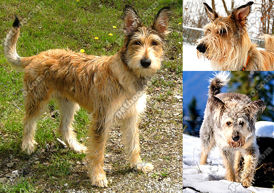 伯格·德·皮卡第犬