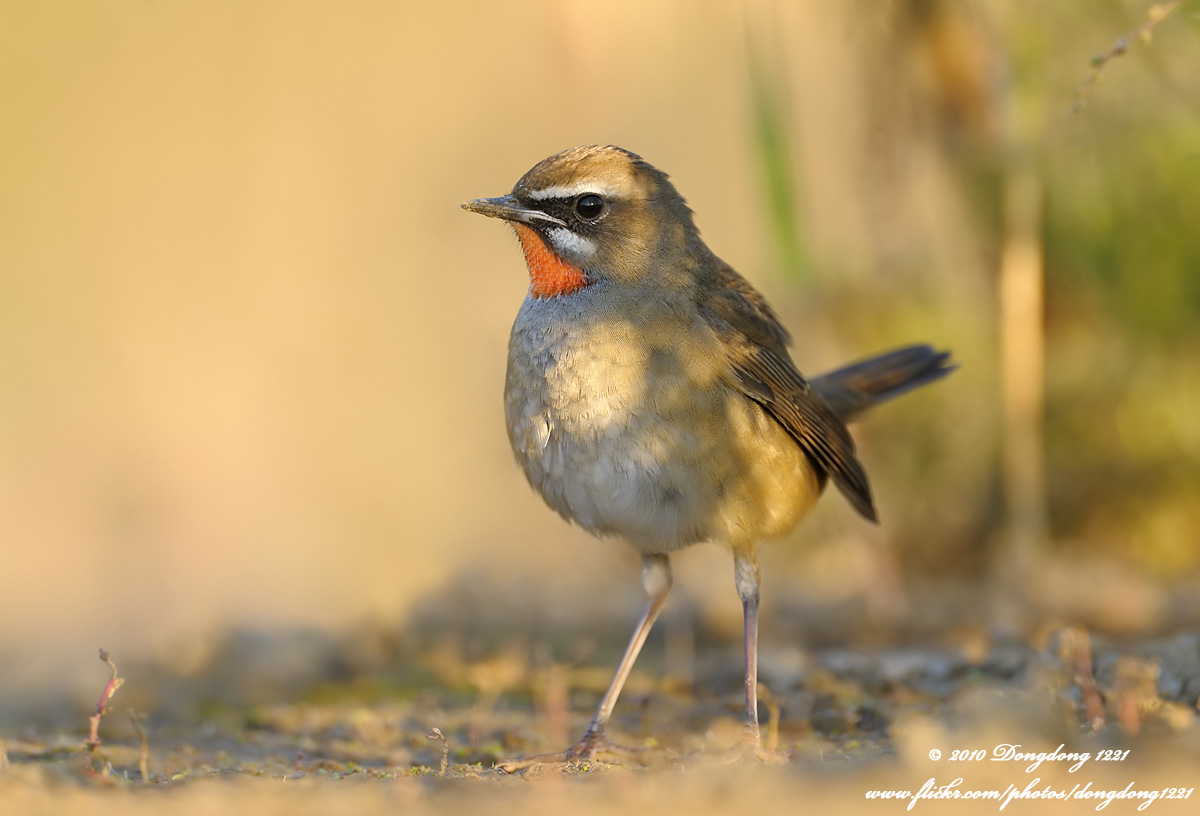 栖止鸣叫时,头部仰起,脖子肿胀,尾则上下摆动,姿态活跃,鸣声嘹亮,历久