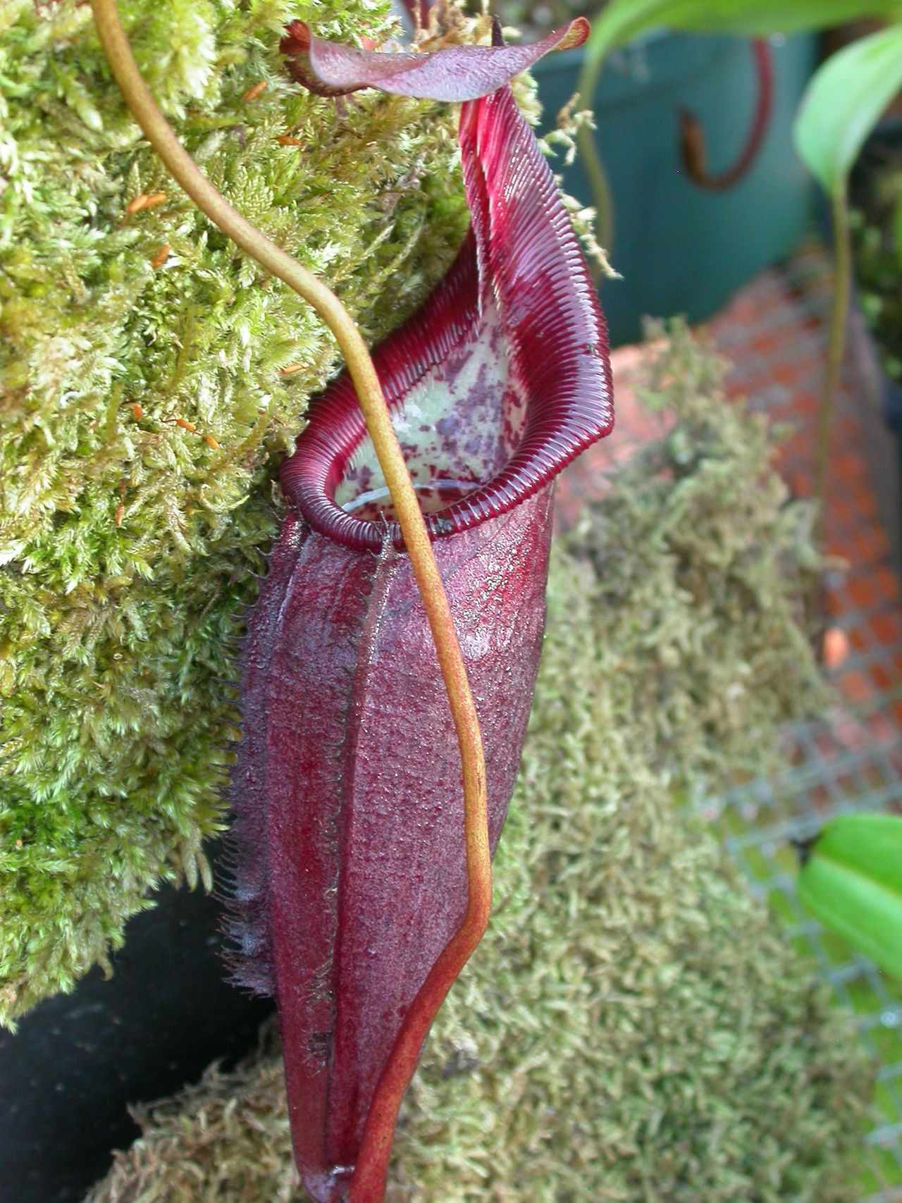 苏门答腊猪笼草