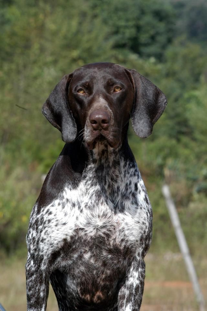 德国短毛波音达