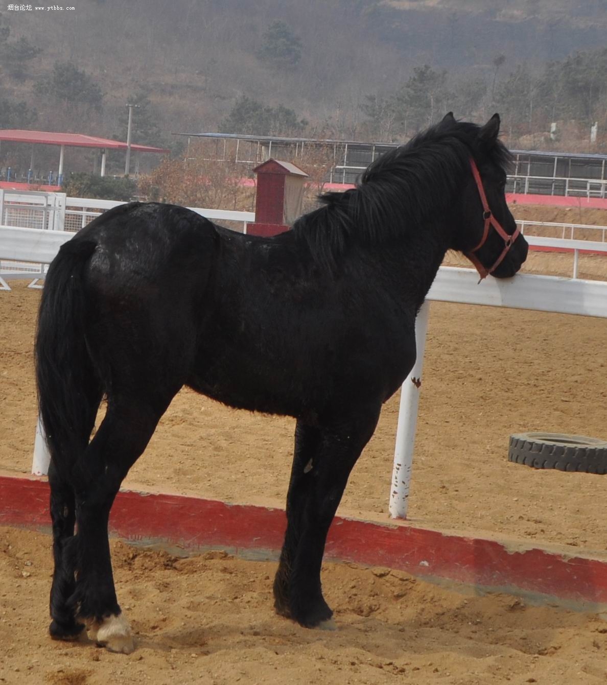 奥尔洛夫快步马