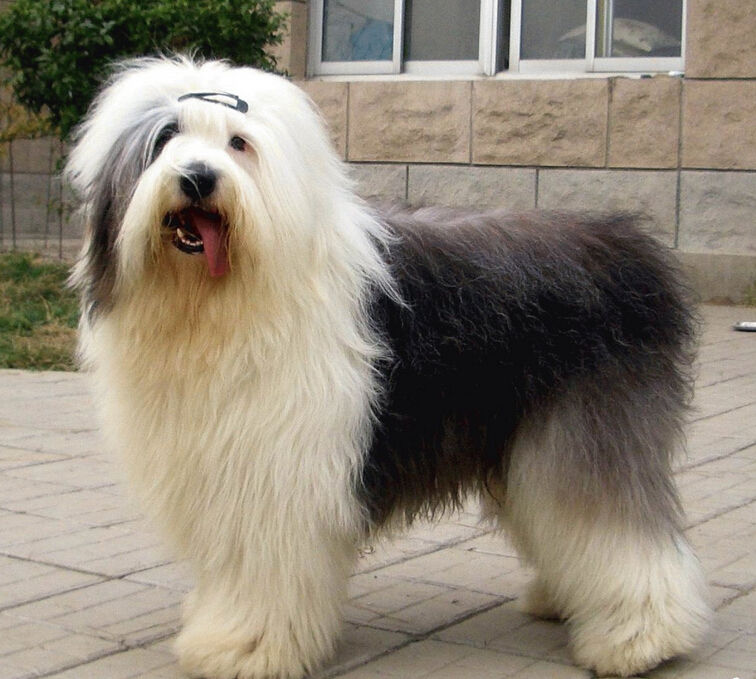  p>英国古代牧羊犬是很好的 a href="#" data-lemmaid="5220098">玩赏