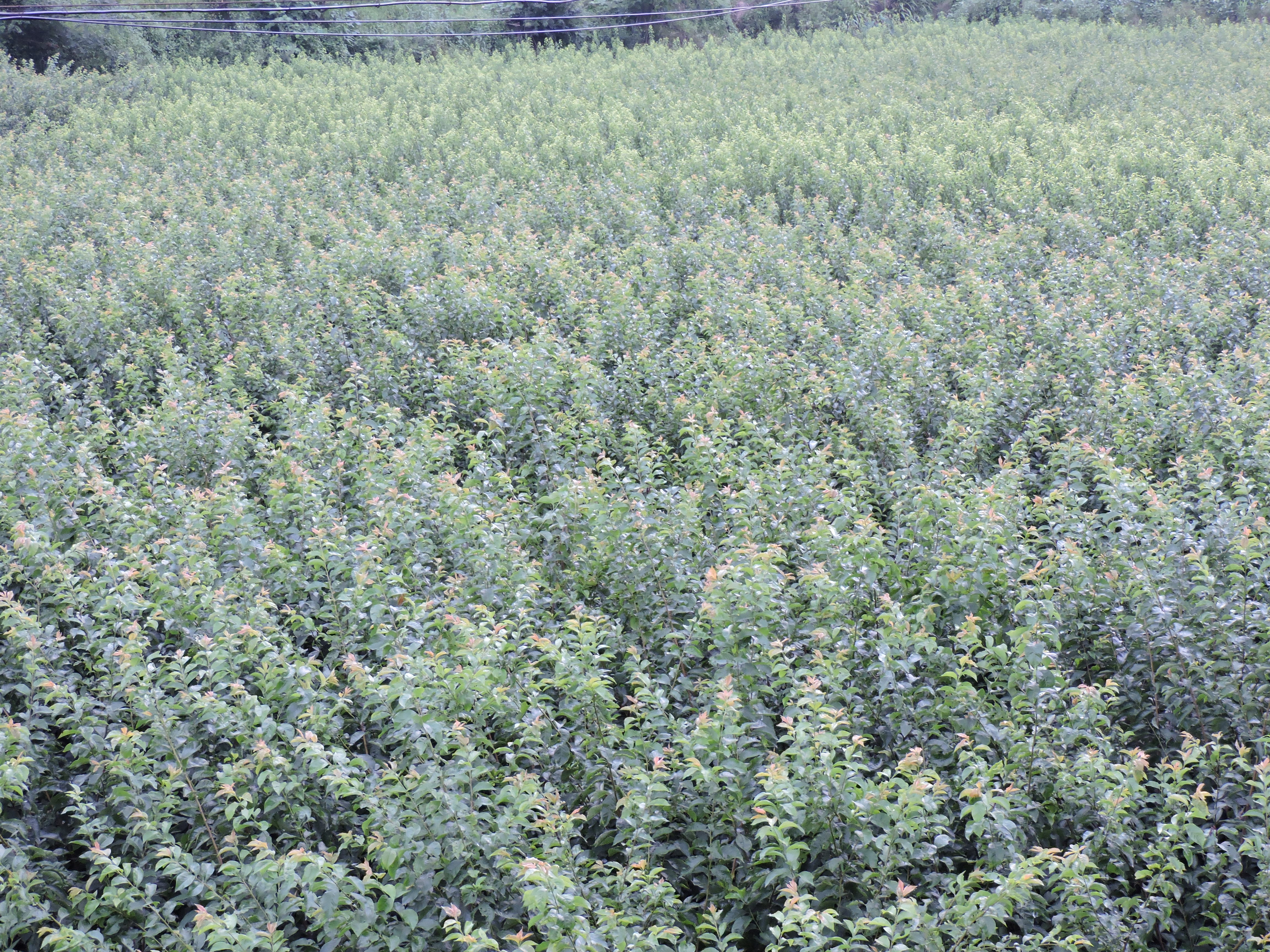 洪雅县付成德果树苗种植场