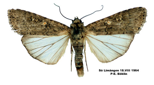  p>甜菜夜蛾(beet armyworm)学名 i> /i> i>spodoptera exigua /i>