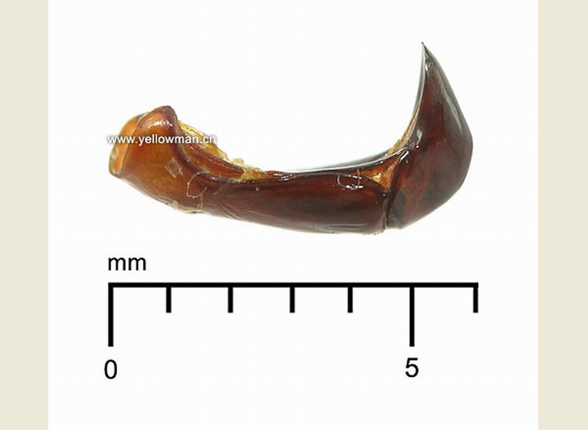  p>外生殖器(genitalia)是昆虫生殖系统的体外部分,是用以 a target="