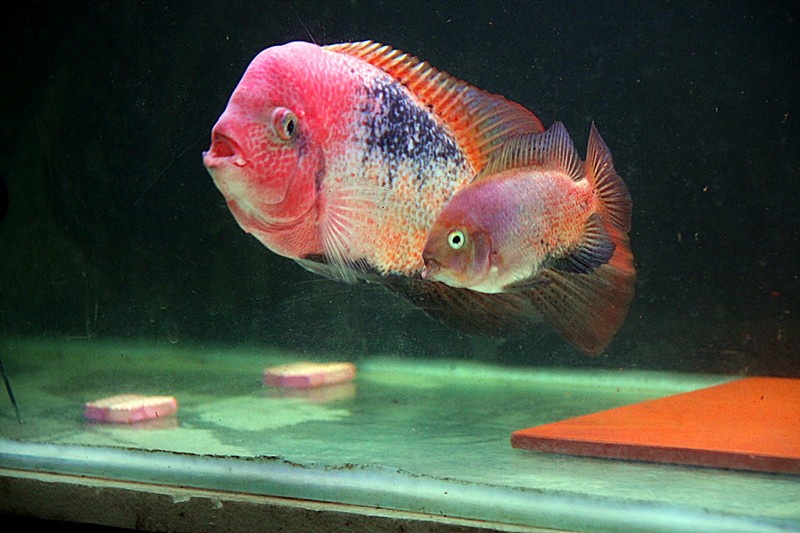  p>火口鱼,cichlasoma meeki,慈鲷科丽体鱼属,出