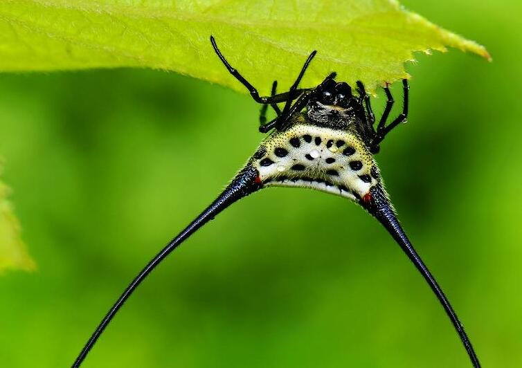  p>棘腹蛛, i>gasteracantha /i> (sundevall,1833),是 a target="