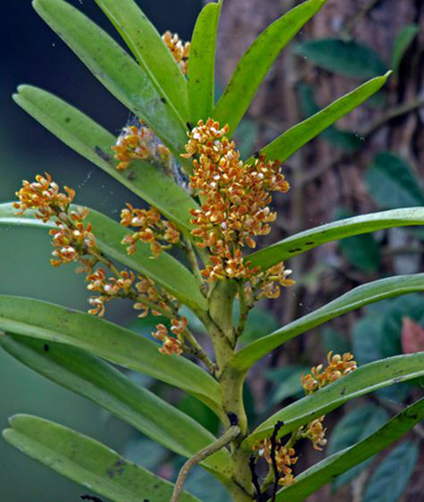  p>窄果脆兰(学名: i>acampe ochracea /i>  (lindl.)  hochr.