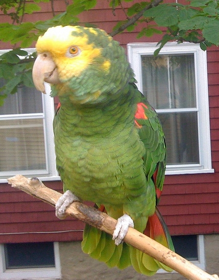 oratrix /i>),又名 b>黄头亚马逊鹦鹉 /b>或 b>黄冠亚马逊鹦哥 /b>,属