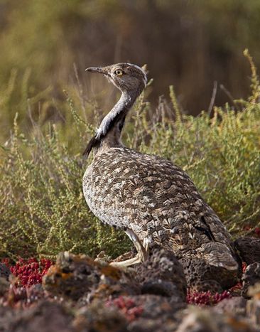  p>翎颌鸨(学名:chlamydotis undulata)体型较 a target="_blank"