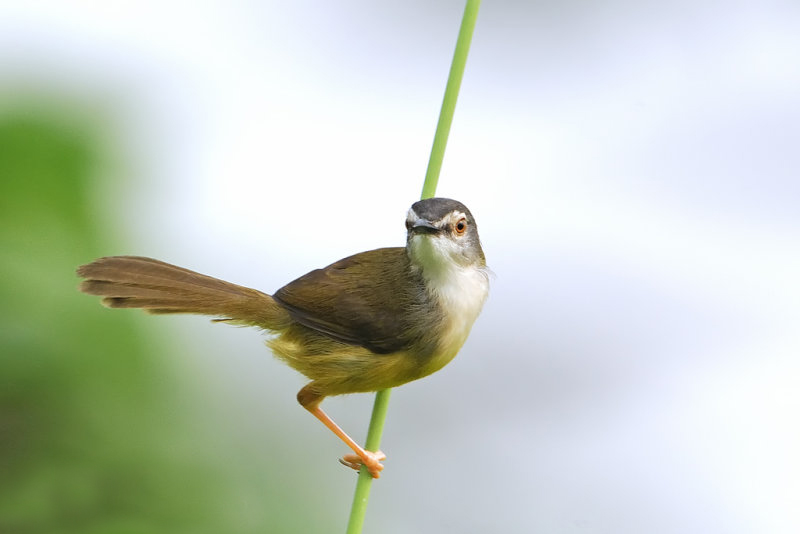 yellow-bellied prinia