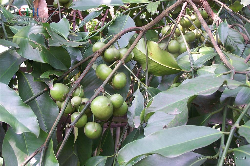  p>藤黄属(学名:garcinia linn.)乔木或灌木,通常具黄色树脂.