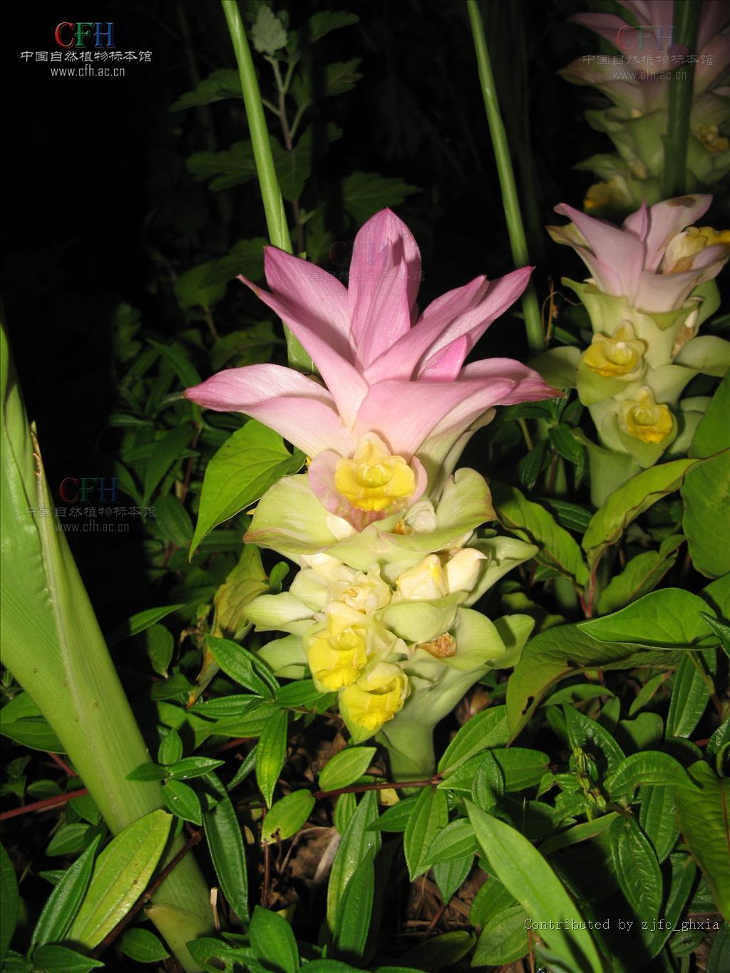 为姜科植物 a target="_blank" href="/item/温郁金curcuma rcenyujin