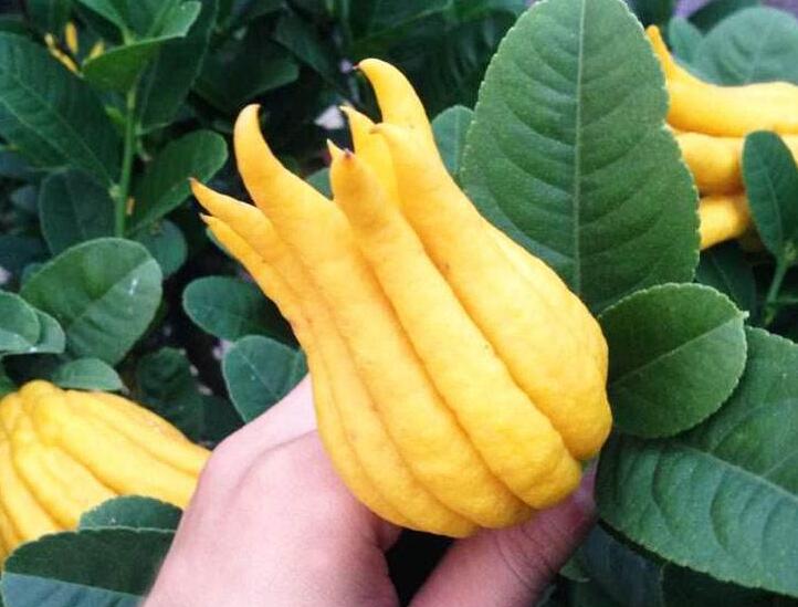  p>金佛手,花序圆锥形,春天 a href="#" data-lemmaid="8442710">