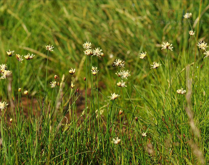  p>葱状灯心草,拉丁学名: i>juncus allioides franch.