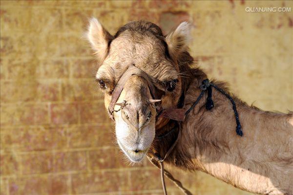  p>单峰驼(学名: i>camelus dromedarius /i>):体长约3米,高2米以上