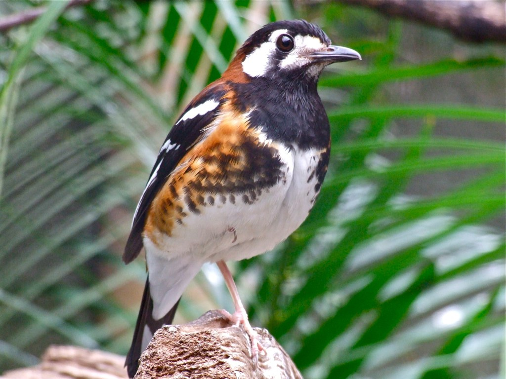  p>栗背地鸫分布于华莱士区(指传统的 a target="_blank" href="/item