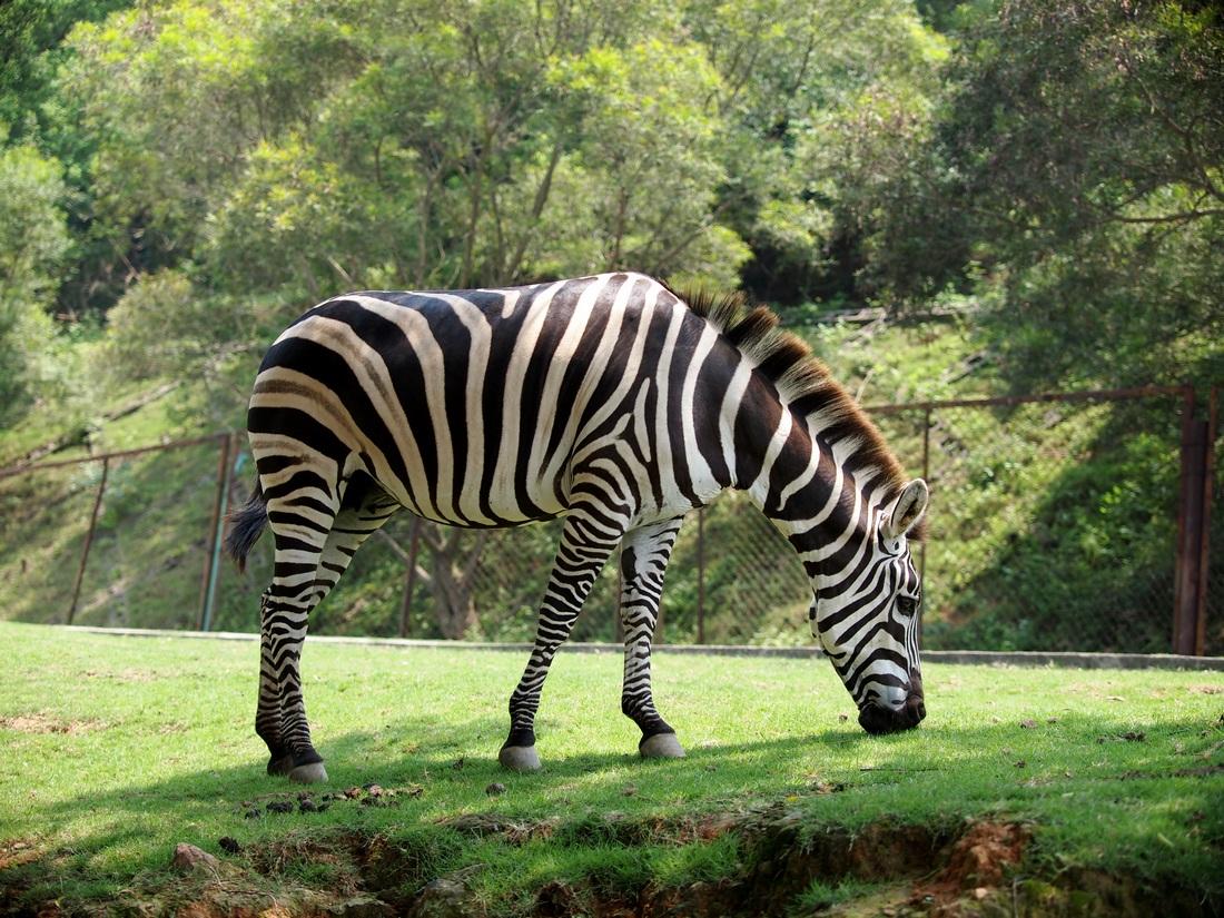 海沧野生动物园