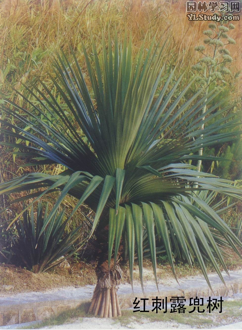  p data-id="ta0fzpnrmlsv">露兜树( i>pandanus tectorius /i>