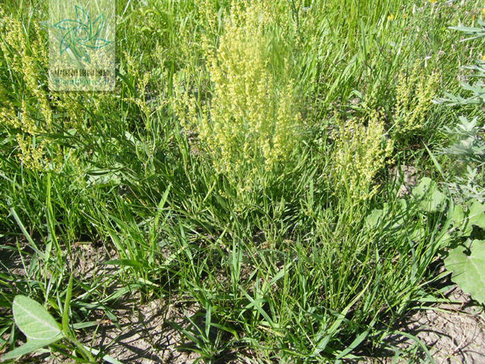  p>小酸模(学名:rumex acetosella), a href="#" data-lemmaid="