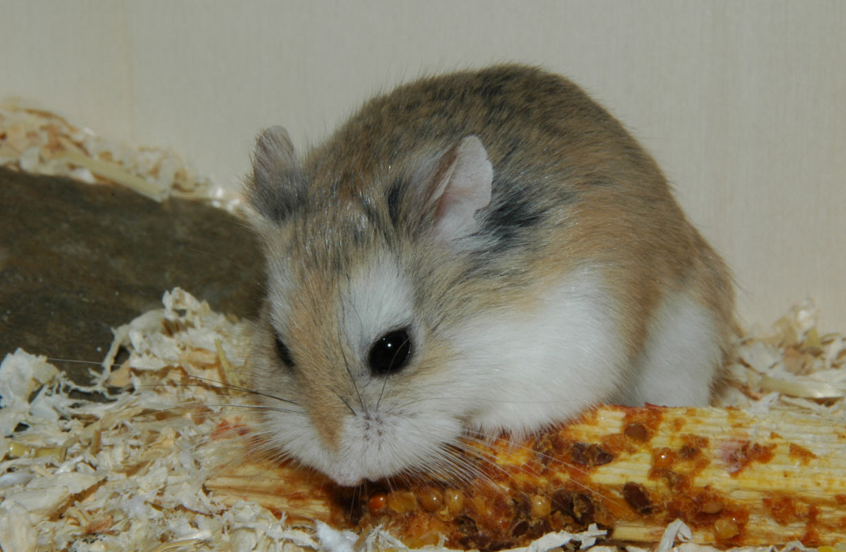 i( a target="_blank" href="/item/罗伯罗夫斯基仓鼠/10106330" data