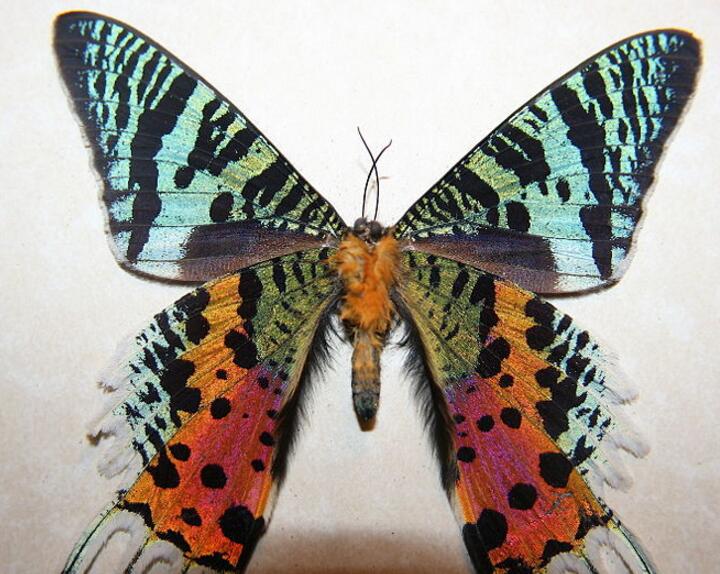  p>鳞翅目燕蛾科中的一种漂亮的 a target="_blank" href="/item/蛾