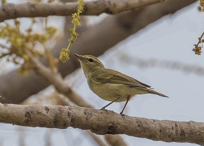 phylloscopus trochiloides plumbeitarsus