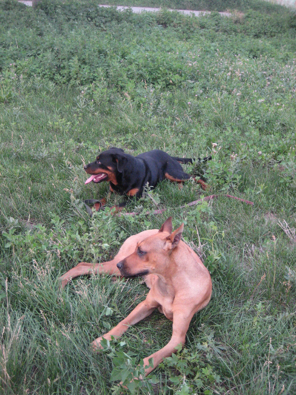  p>豹犬由黑色 a href="#" data-lemmaid="8205699">大丹 /a>犬,黑色