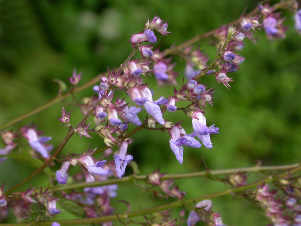  p>辽宁香茶菜(学名:rabdosia websteri (hemsl.