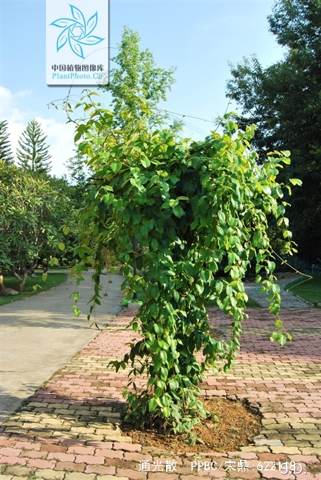 moon)为夹竹桃科牛奶菜属的藤本植物.