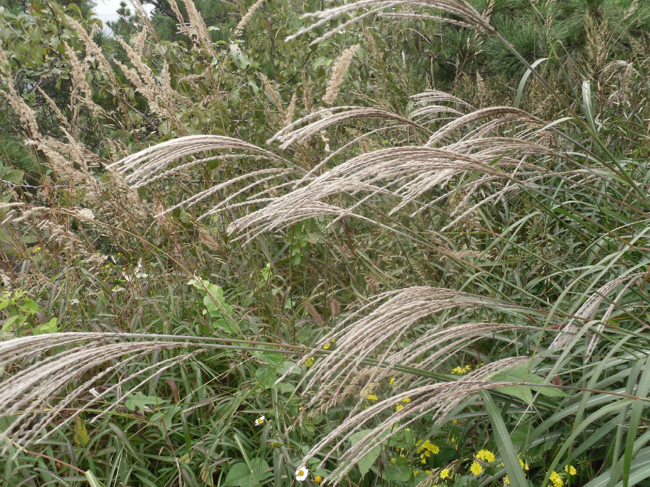  p>蒲苇属(学名:cortaderia stapf)是禾本科下一个属.