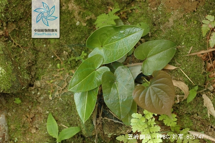 href="#" data-lemmaid="7108931">五岭细辛 /a>,别名:山慈菇,倒插花