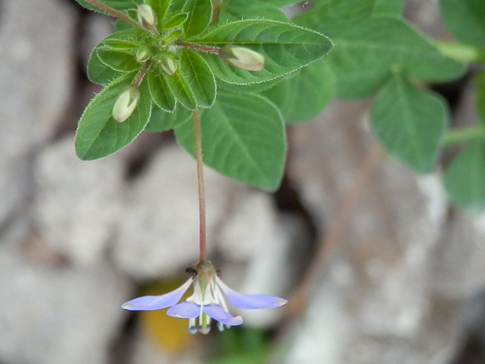  p data-id="gnaspgq41i">白花菜子别名臭菜,臭花菜,羊角菜来源 a
