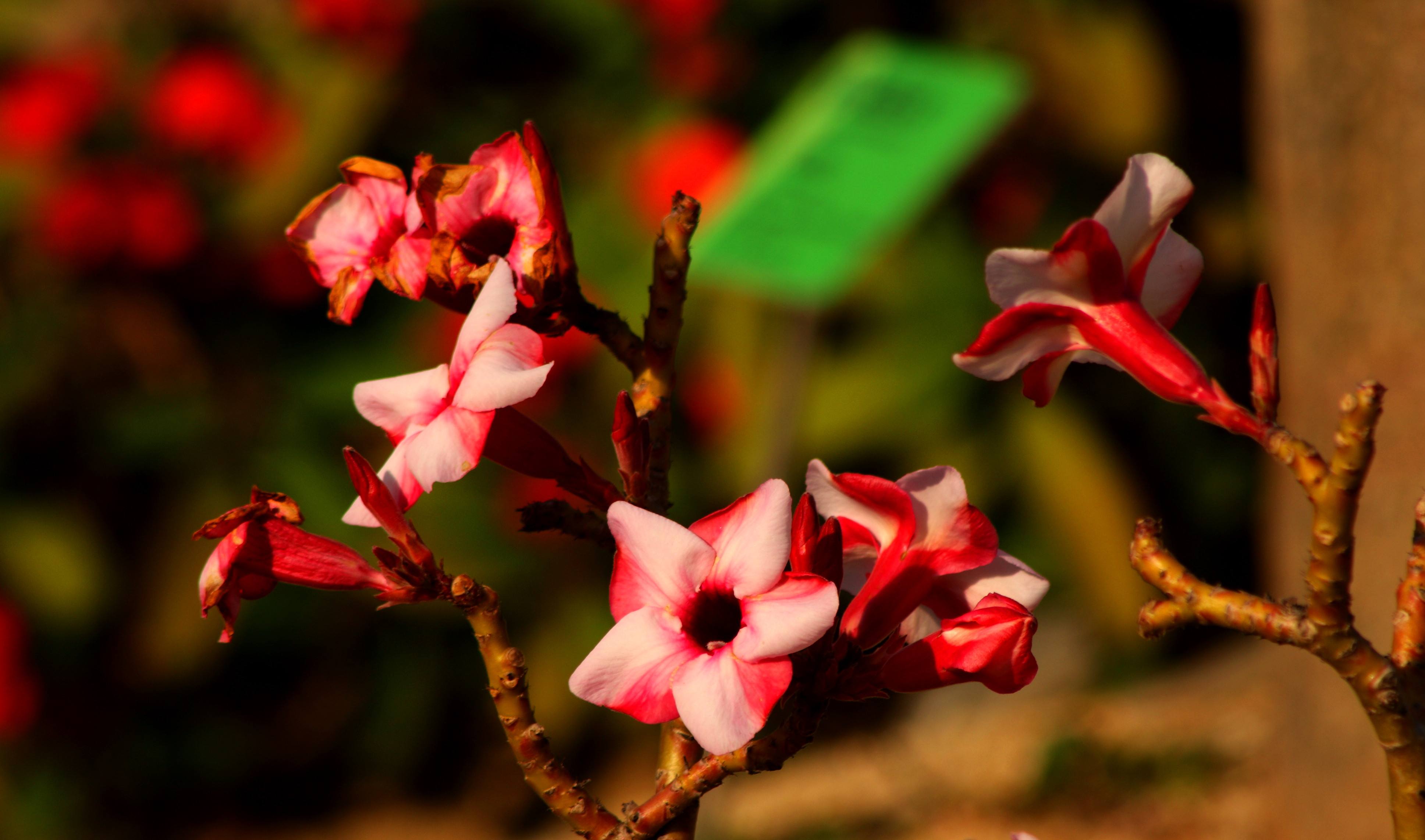 其实它并不是生长在沙漠地区的玫瑰,与玫瑰也没什么近缘关系或相像之