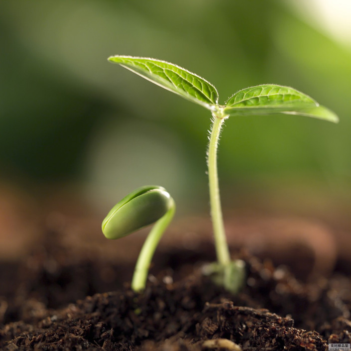 种子萌发