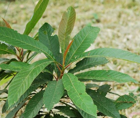 nyssa yunnanensis w. q. yin ex h. n. qin