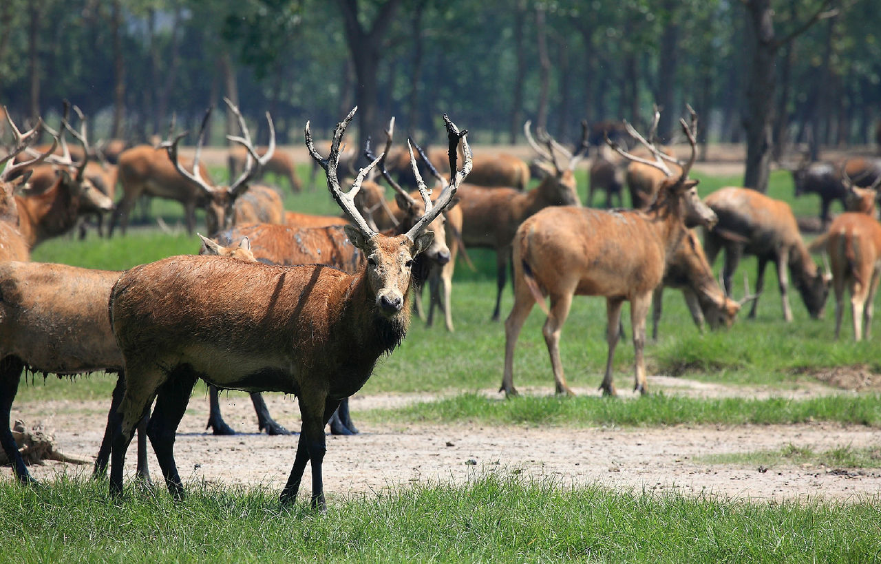 江苏大丰麋鹿国家级自然保护区