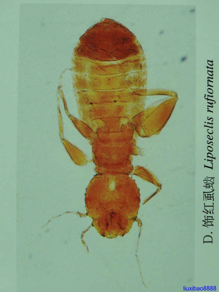  p>啮虫目(corrodentia)属昆虫纲 a href="#" data-lemmaid="9078945"