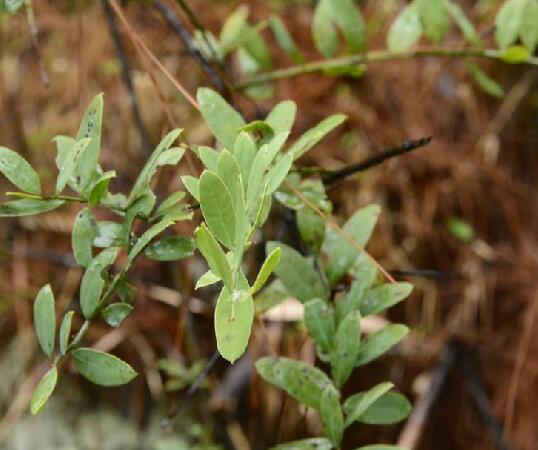  p>沙针(学名: i>osyris /i>  i>lanceolata /i> hochst.