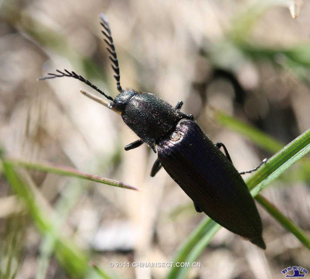  p>叩甲科,为叩甲总科中最大的科,广布全世界,已知超过1万种,体形多