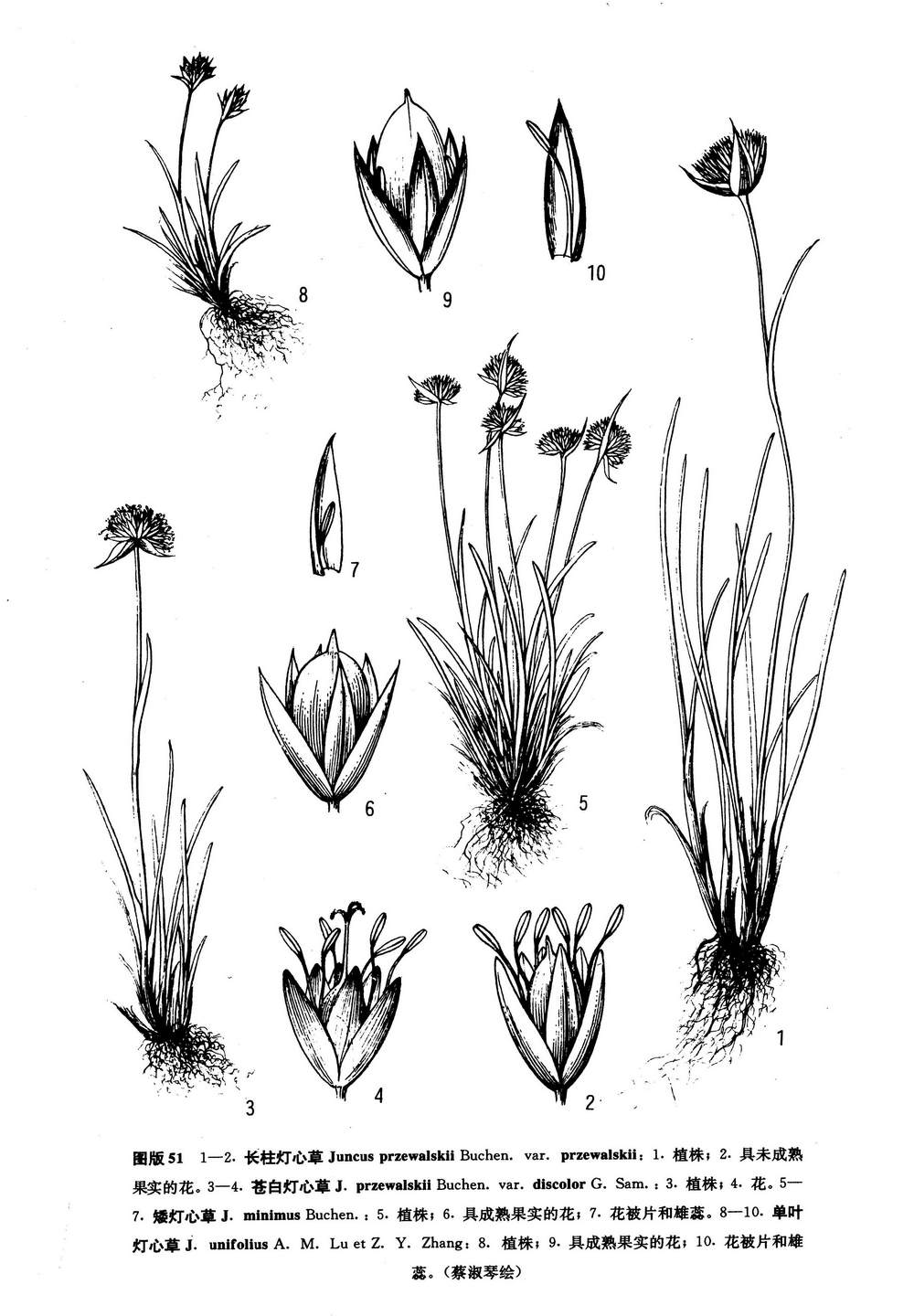  p>单叶灯心草(学名:juncus unifolius)是 a href="#" data-lemmaid="