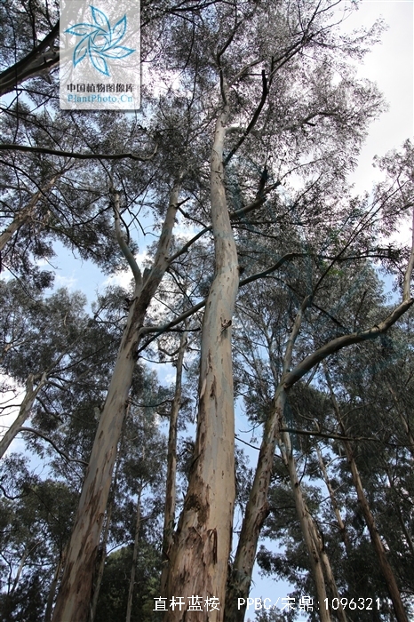  p>直杆蓝桉(学名: i>eucalyptus maideni  /i>f. v. muell.